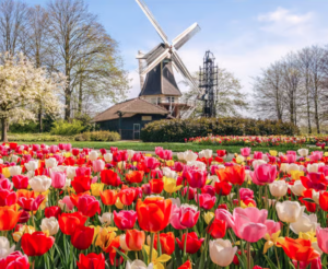 Keukenhof Tour